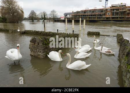 Überflutete Grundstücke am Ufer der Themse in Windsor, nachdem die Themse ihre Ufer platzte. Windsor, Berkshire, Großbritannien. Februar 2014, 10 Stockfoto