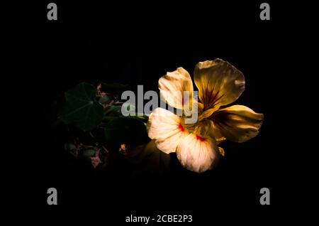 Gelbe und orange Kapuzinerkresse Blume wächst in einem Garten Stockfoto