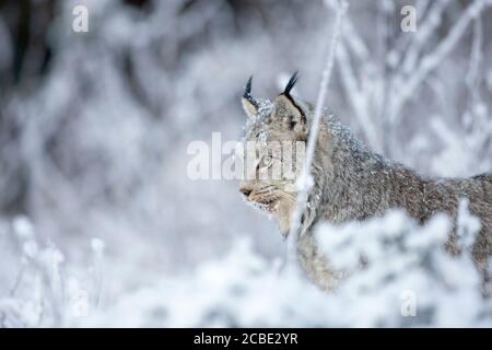 Kanadischer Luchs in einer verschneiten Winterlandschaft, bedeckt von Frost, wachsam und konzentriert in seinem natürlichen Lebensraum. Stockfoto