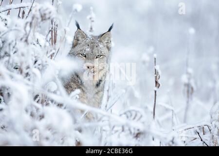 Der schwer fassbare Canada Lux (Lynx canadensis) blickt durch frostiges Unterholz in einem schneebedeckten borealen Wald und fügt sich nahtlos in die Winterlandschaft ein. Stockfoto