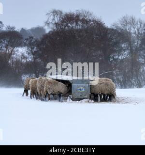 Kalten verschneiten Wintertag & hungrige Schafe im Schnee stehen (ausgesetzt windgepeitschten Feld) gesammelt rund Heuhaufen Essen Heu - Ilkley Moor, Yorkshire England Großbritannien. Stockfoto