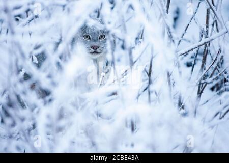 Der kanadische Luchs (Lynx canadensis) blickt durch frostbedeckte Äste, seine stechenden Augen und sein dickes Fell verschmelzen sich in den schneebedeckten Wald. Stockfoto