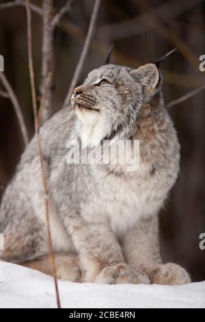 Der Kanadische Luchs (Lynx canadensis) sitzt auf verschneiten Böden, die Ohren sind gestochen und das dicke Fell flauschig, und blickt nach oben in den Winterwald. Stockfoto