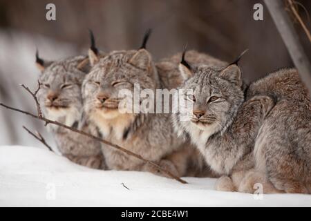 Mutter mit zwei Jungen Kühlschrank Magnet: Luchs Family Lynx 