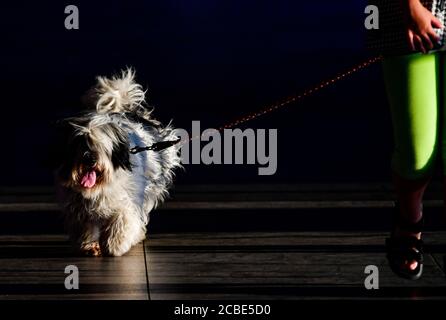 Prag, Tschechische Republik. August 2020. Eine Frau geht mit einem Hund an der Leine im Zentrum von Prag, Tschechische Republik, am 12. August 2020. Kredit: Roman Vondrous/CTK Foto/Alamy Live Nachrichten Stockfoto