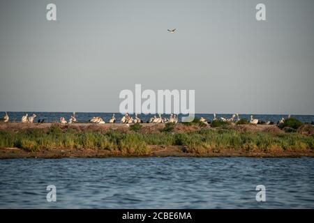 Eine Kolonie großer Kormorane (Phalacrocorax carbo) im Donaudelta. Naturschutzgebiet Stockfoto