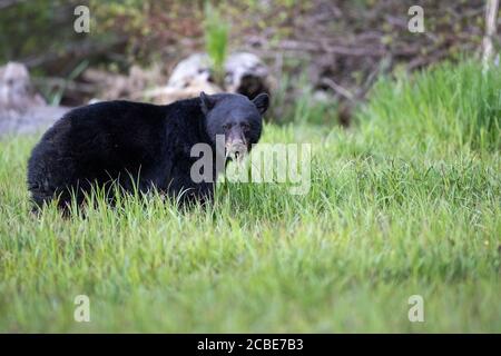 Amerikanischer Schwarzbär (Ursus americanus), der auf einer saftig grünen Wiese steht, Frühlingslaub im Hintergrund, mit dickem dunklem Fell und wachem Blick. Stockfoto