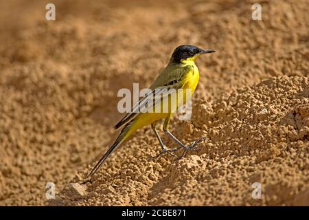 Schwarzkopfstelze (Motacilla flava feldegg) im März in Israel fotografiert Stockfoto