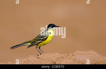 Schwarzkopfstelze (Motacilla flava feldegg) im März in Israel fotografiert Stockfoto