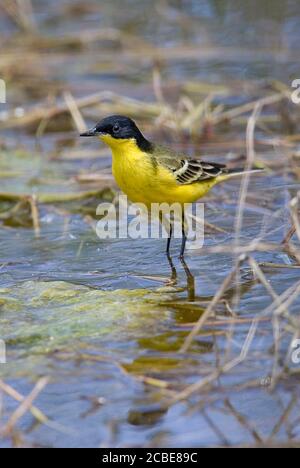 Schwarzkopfstelze (Motacilla flava feldegg) im April in Israel fotografiert Stockfoto