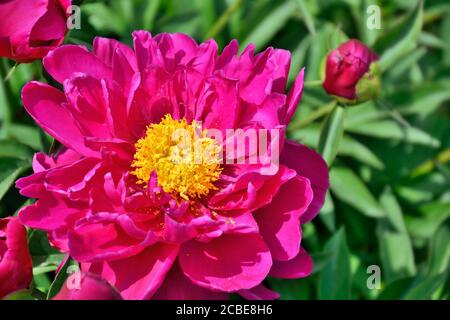 Schöne rosa Pfingstrose Blume (Paeonia suffruticosa) schließen mit Knospe und grünen Blättern auf Blumenbeet im Garten. Schönheit der Natur, Blumenzucht, gard Stockfoto