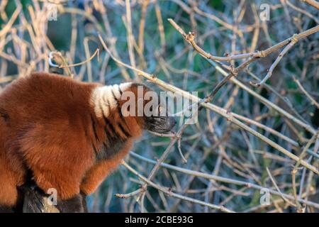 Red Ruffed Lemur Im Artis Zoo Amsterdam Niederlande 30-12-2019 Stockfoto