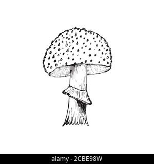 Vektorgrafik. Amanita-Pilz. Giftiger Zehenhocker fliegen agarisch. Handgezeichneter Doodle. Zeichentrickskizze. Dekoration für Grußkarten, Poster Stock Vektor