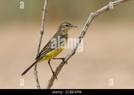 WESTERN Yellow Wagtail (Motacilla flava) in der Nähe von Wasser, Yellow Bachstelzen sind insectivorous, lieber in offenen Land leben, wo es leicht ist, zu erkennen Stockfoto