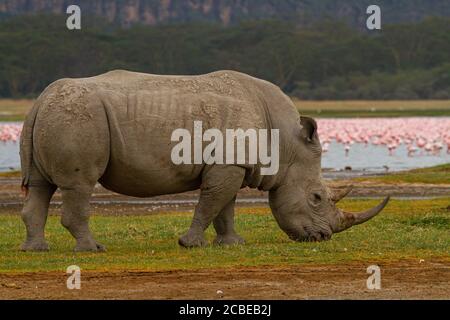 Weißes Nashorn oder Vierkantnashorn (Ceratotherium simum) fotografiert am Lake Nakuru, Kenia Stockfoto