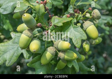 Herbstakornen auf englischer Eiche, Quercus Robur Baum. Entgegen der Überzeugung können Eicheln als menschliche Nahrung verwendet werden, sobald das überschüssige Tannin entfernt wurde. Stockfoto
