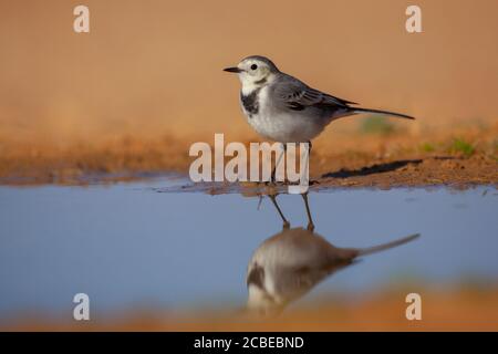 Bachstelze (Motacilla alba) stehen in einem Pool. Weiß bachstelzen sind Insectivorous, lieber auf dem Land, wo es einfach ist, zu erkennen und zu leben, p Stockfoto