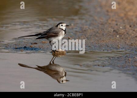 Bachstelze (Motacilla alba) stehen in einem Pool. Weiß bachstelzen sind Insectivorous, lieber auf dem Land, wo es einfach ist, zu erkennen und zu leben, p Stockfoto