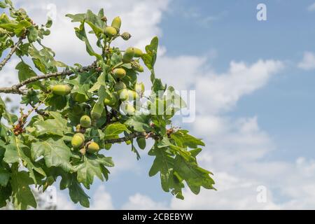 Herbstakornen auf englischer Eiche, Quercus Robur Baum. Entgegen der Überzeugung können Eicheln als menschliche Nahrung verwendet werden, sobald das überschüssige Tannin entfernt wurde. Stockfoto