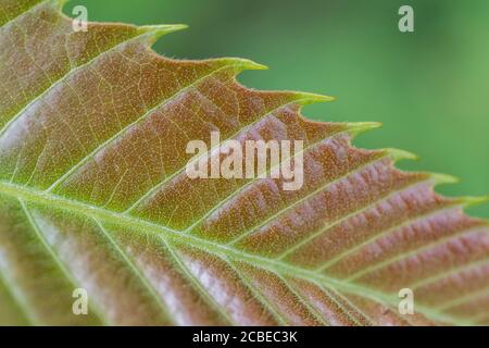 Röten junger Kastanienbaum / Castanea sativa Blätter - marron & châtaigne in Französisch, castaña (Spanisch), Castagna (Italienisch), Kastanie (Deutsch). Stockfoto