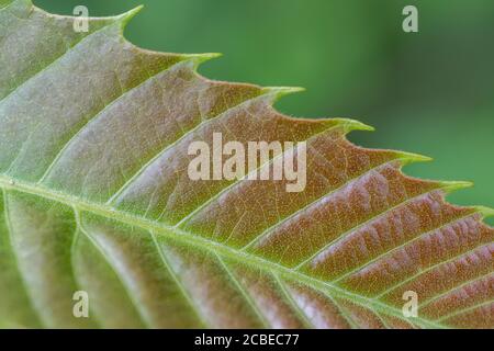 Röten junger Kastanienbaum / Castanea sativa Blätter - marron & châtaigne in Französisch, castaña (Spanisch), Castagna (Italienisch), Kastanie (Deutsch). Stockfoto