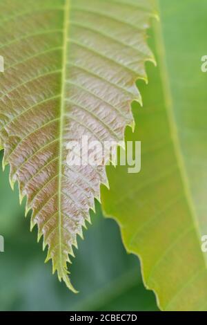 Röten junger Kastanienbaum / Castanea sativa Blätter - marron & châtaigne in Französisch, castaña (Spanisch), Castagna (Italienisch), Kastanie (Deutsch). Stockfoto