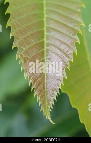 Röten junger Kastanienbaum / Castanea sativa Blätter - marron & châtaigne in Französisch, castaña (Spanisch), Castagna (Italienisch), Kastanie (Deutsch). Stockfoto