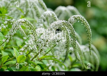 Lysimachia clethroides kleine grau-weiße Blütenspitzen von Schwanenhals-Loosestrife, Schwanenhals, Lysimachia clethroides Stockfoto