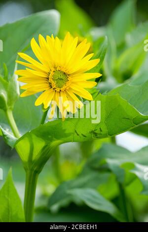 Gelbe, Gänseblümchen-ähnliche Blume von Silphium perfoliatum, der Becherpflanze oder Becherpflanze Stockfoto