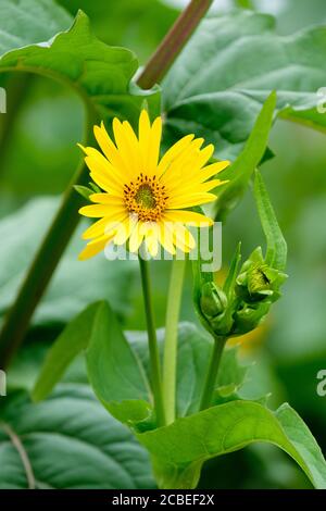 Gelbe, Gänseblümchen-ähnliche Blume von Silphium perfoliatum, der Becherpflanze oder Becherpflanze Stockfoto