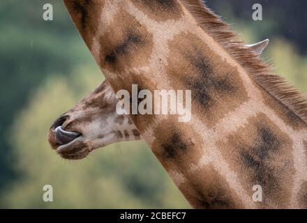13. August 2020, Hessen, Kronberg: Eine junge Rothschild-Giraffe steht hinter dem Hals eines Elterntieres im Opel-Zoo in Kronberg. Kurz darauf wurde hier auf einer Pressekonferenz eine Studie über die Deutschen und ihre Zoos vorgestellt. Der Verband Zoologischer Gärten (VdZ) hatte die repräsentative Befragung mit mehr als 1,500 Befragten in Deutschland in Auftrag gegeben. Die Themen umfassten die Aufgaben und Akzeptanz von Zoos und die Bedingungen, unter denen Wildtiere gehalten werden. Foto: Frank Rumpenhorst/dpa Stockfoto