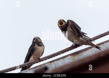 Erwachsene Schwalbe (Hirundo rustica) füttert eine junge Jungschwalbe auf dem Dach. Stockfoto