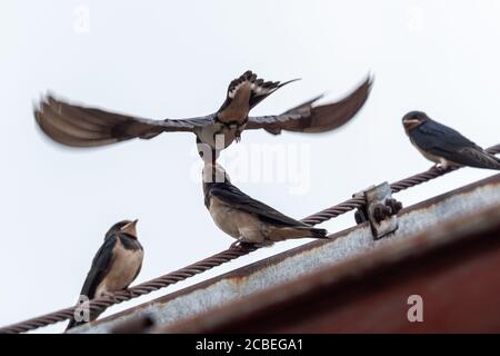 Erwachsene Schwalbe (Hirundo rustica) füttert eine junge Jungschwalbe auf dem Dach. Stockfoto