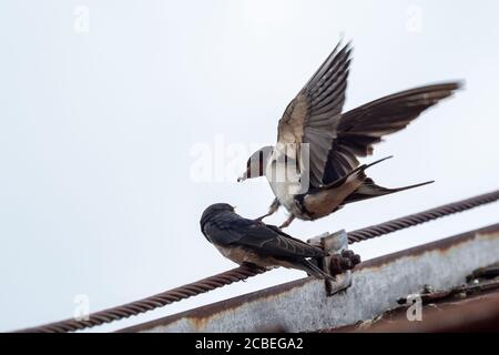 Erwachsene Schwalbe (Hirundo rustica) füttert eine junge Jungschwalbe auf dem Dach. Stockfoto