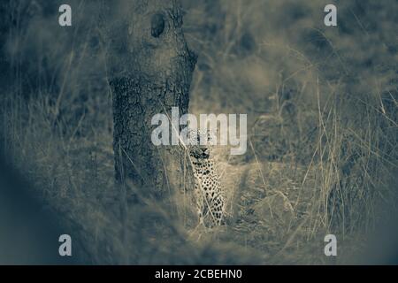 Bildende Kunst Bild von wilden männlichen Leoparden oder Panther in Dschungel an jhalana Waldreservat oder Leopard Reserve jaipur rajasthan indien - panthera pardus fusca Stockfoto