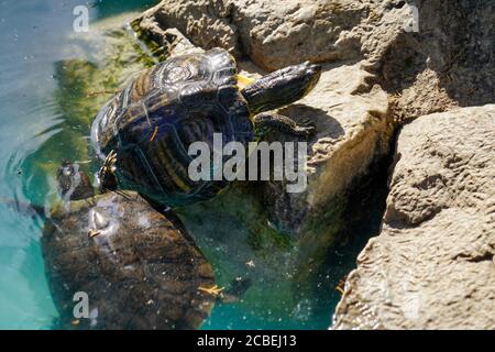 Europäische Teichschildkröte (Emys orbicularis), auch bekannt als Europäische Teichschildkröte. In einem Indoor-Wasserteich Stockfoto
