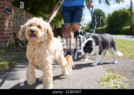 Nahaufnahme des Kakadu-Hundes, der auf dem Surburban gelaufen ist Straße mit anderen Hunden von männlichen Hund Wanderer Stockfoto