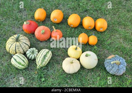 Garten Sammlung von geernteten Kürbissen und Kürbisse, verschiedene Sorten von Cucurbita Arten. Stockfoto