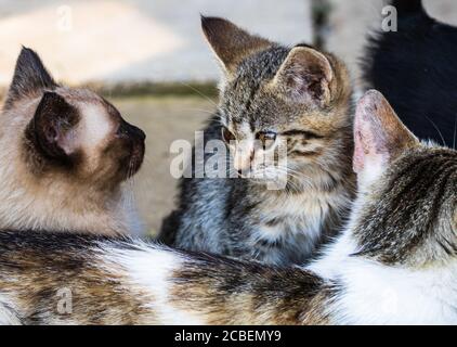 Nahaufnahme von niedlichen kleinen Kätzchen, sitzen oder spielen im Garten. Stockfoto