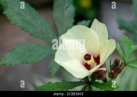 Schöne Okra-Blüten blühen im warmen Frühling Stockfoto