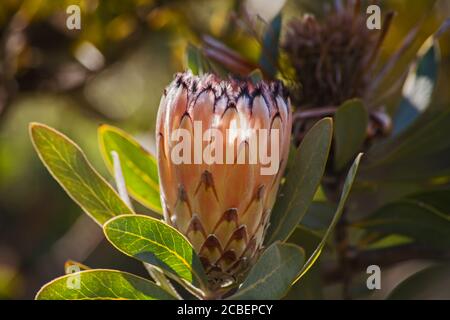 Bartprotea Protea laurifolia 12724 Stockfoto