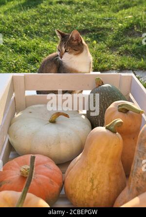 Kürbisse und Kürbisse in Holzkiste und die Katze im Garten. Stockfoto