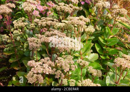 Eispflanze (Hylotephium spectabile) auch bekannt als Schmetterlingssteinekrop, Autumn Joy, Sedum. Stockfoto