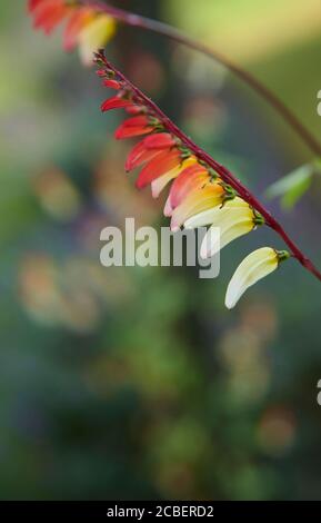 Spanische Flagge oder Feuerrecker Rebe (ipomoea lobata) Nahaufnahme der Blütenspitze Stockfoto