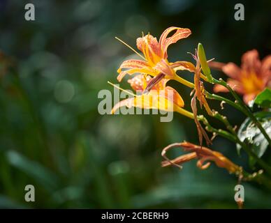 Orange Tageslilie (Hermercallis fulva) Stockfoto