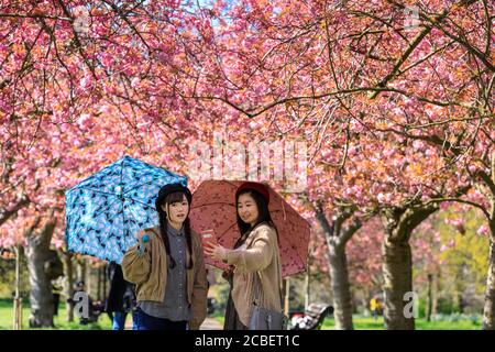 Die Menschen bewundern und machen Schnappschüsse von der rosa Kirschblüte in der "Cherry Blossom Alley" in Greenwich Park, London, England Stockfoto