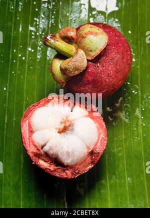 Mangostan Frucht (Garcinia mangostana Manggis), Malaysia, in Fleisch und Haut Stockfoto