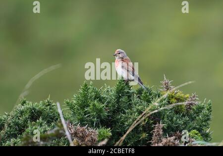 Männliches Linnet (Carduelis cannabina) Im Sommer Gefieder auf Brutplätzen Stockfoto