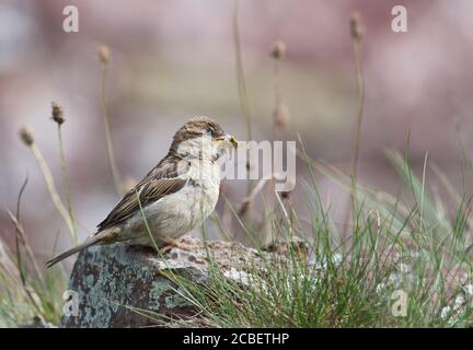 Weiblicher Hausspatz (Passer domesticus) mit Heuschreckenraub Stockfoto