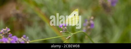 Ein blass getrübter gelber Schmetterling auf einer Blume Stockfoto